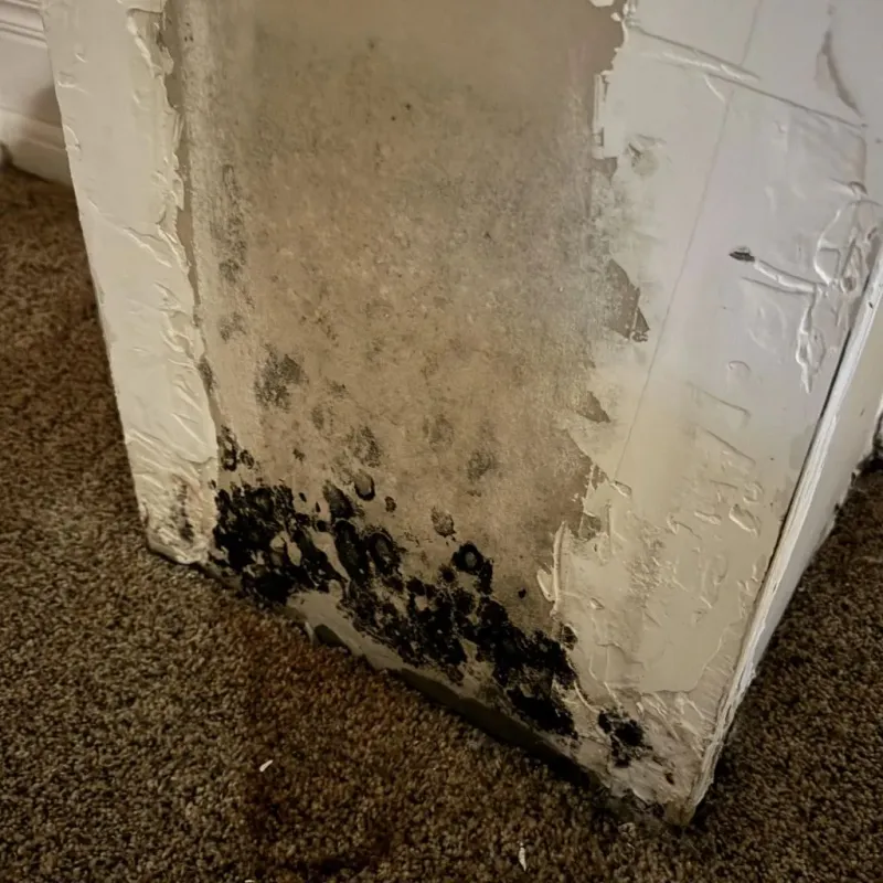 Professional Mold Removal in South Cleveland, TN